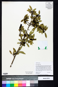 Ilex myrtifolia image