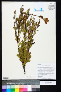 Lyonia fruticosa image