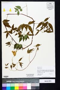 Clematis crispa image