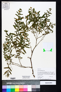 Hypericum galioides image