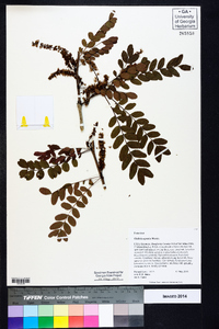 Gleditsia aquatica image