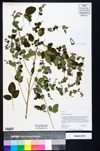 Lespedeza bicolor image