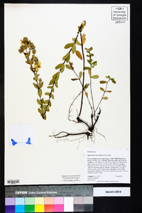 Hypericum crux-andreae image