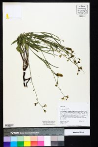 Crotalaria purshii image