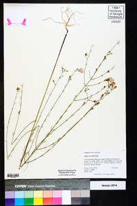 Agalinis obtusifolia image