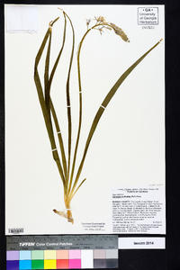 Camassia scilloides image