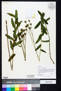 Verbesina aristata image
