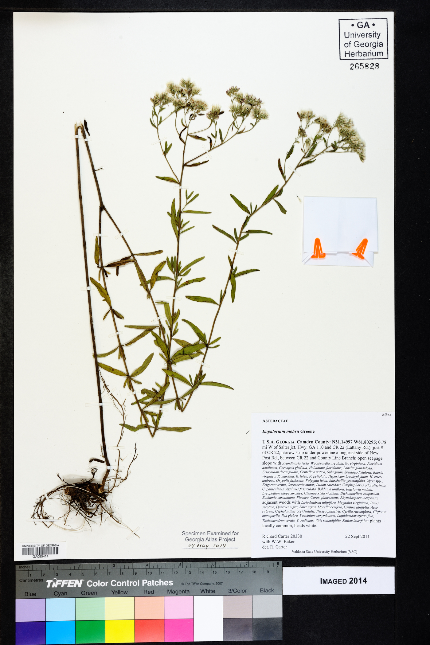 Eupatorium mohrii image