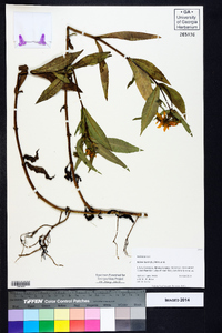 Bidens laevis image