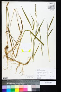 Panicum hemitomon image