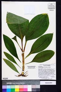 Veratrum woodii image