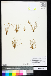 Isolepis pseudosetacea image
