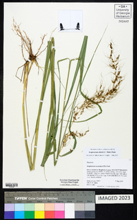 Sorghastrum elliottii image