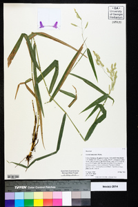 Leersia lenticularis image