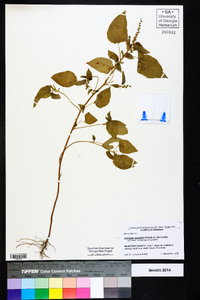 Acalypha ostryifolia image