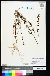 Acalypha gracilens image