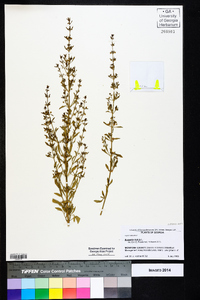 Scoparia dulcis image
