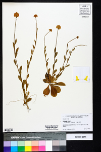 Polygala lutea image