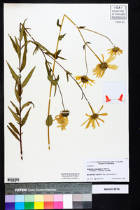 Helianthus simulans image