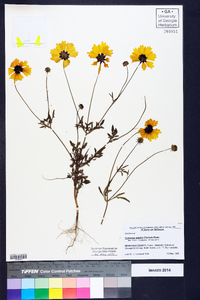 Coreopsis basalis image