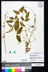 Desmodium tortuosum image