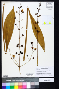 Sagittaria lancifolia image