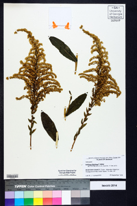 Solidago fistulosa image