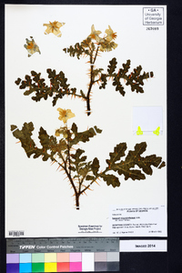 Solanum sisymbriifolium image