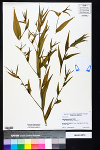 Ludwigia decurrens image