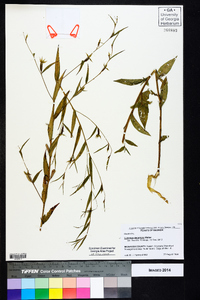 Ludwigia decurrens image