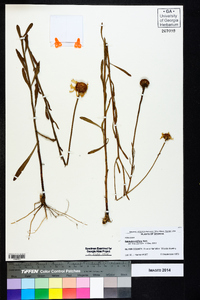 Balduina uniflora image