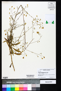 Croptilon divaricatum image