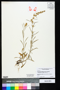 Gamochaeta antillana image