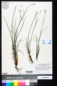 Sisyrinchium mucronatum image