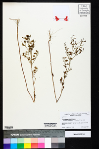 Trichostema dichotomum image