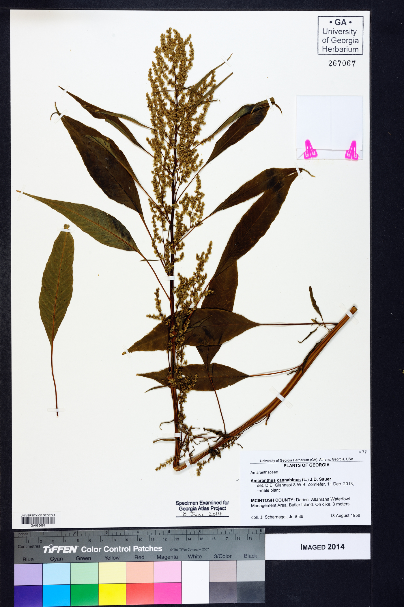 Amaranthus cannabinus image