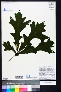 Quercus lyrata image