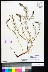 Proserpinaca pectinata image