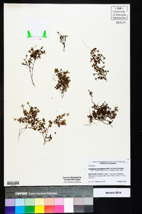 Houstonia procumbens image