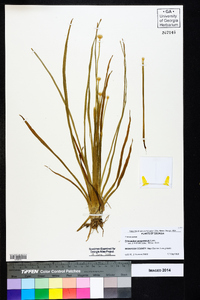 Eriocaulon compressum image