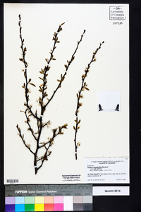 Prunus angustifolia var. angustifolia image