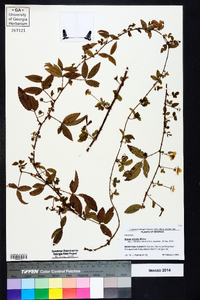 Rubus trivialis image