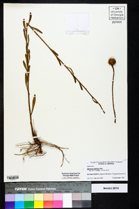 Balduina uniflora image