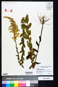 Solidago fistulosa image