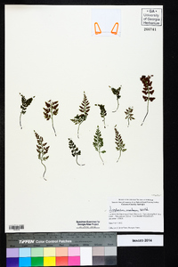 Asplenium montanum image