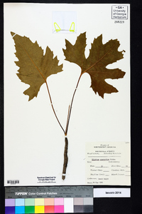 Silphium compositum image