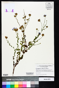 Symphyotrichum patens var. patens image