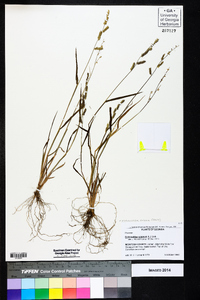 Echinochloa colona image