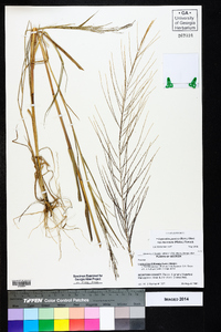 Leptochloa panicea image