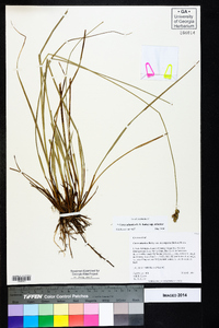 Carex atlantica subsp. atlantica image